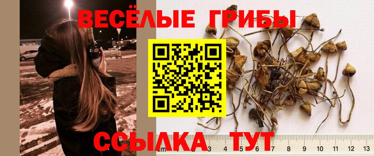 Псилоцибиновые грибы Psilocybine cubensis  где продают   Ульяновск 